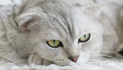 观众疯狂欢呼精彩比赛结果出炉